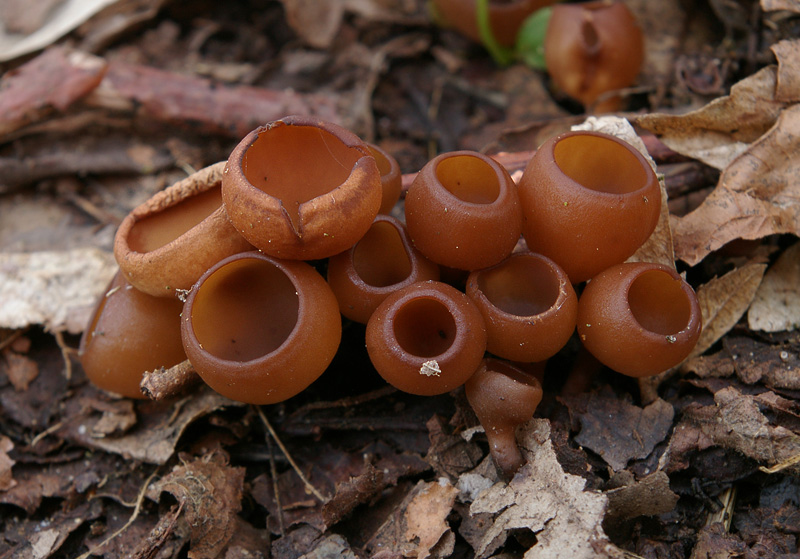 Dumontinia tuberosa